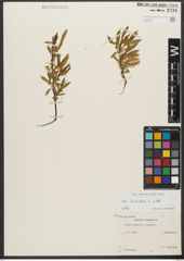 Foto von Salix triandra subsp. triandra L.